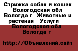 Стрижка собак и кошек - Вологодская обл., Вологда г. Животные и растения » Услуги   . Вологодская обл.,Вологда г.